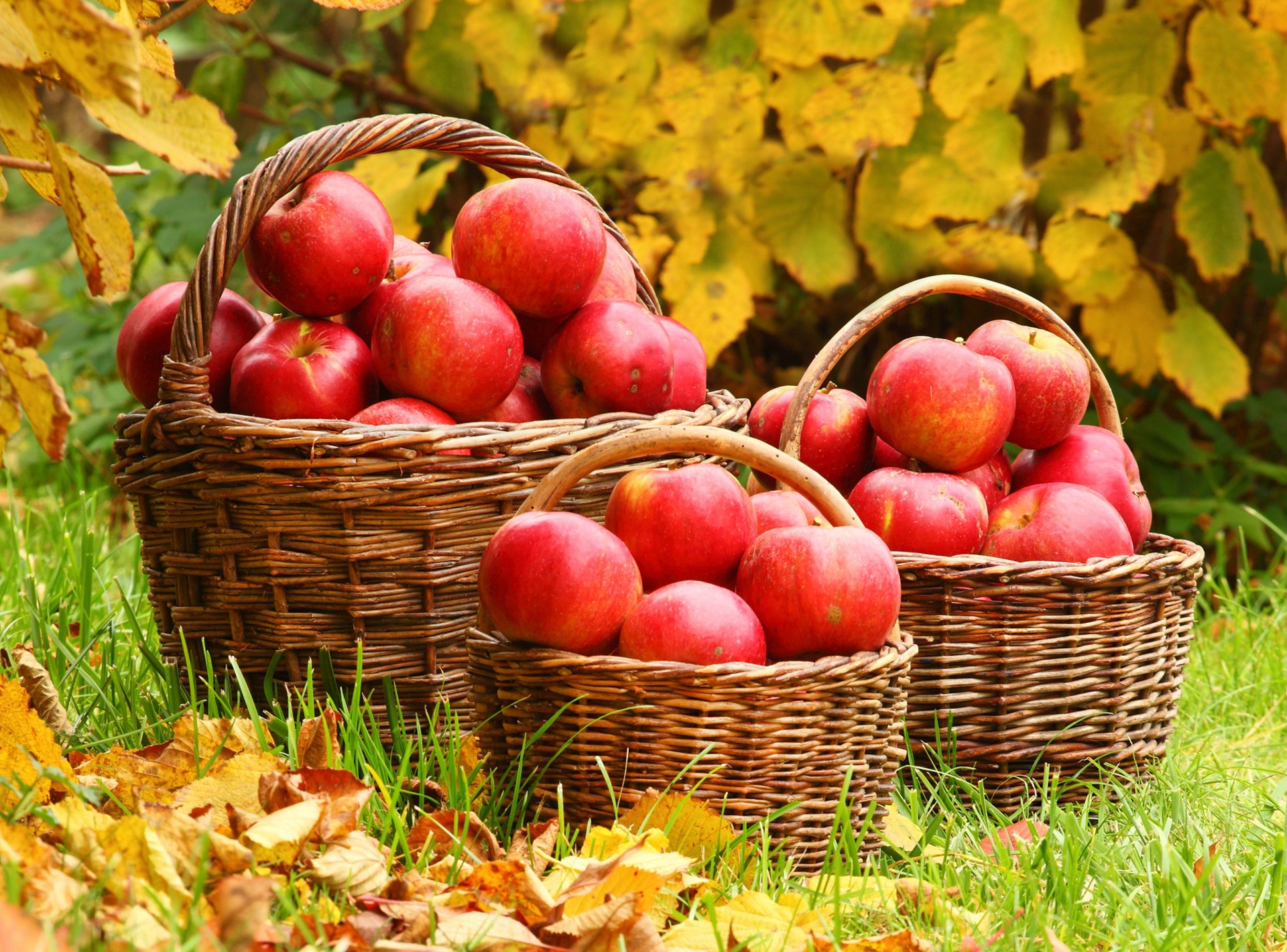 grass leaves autumn shopping apple