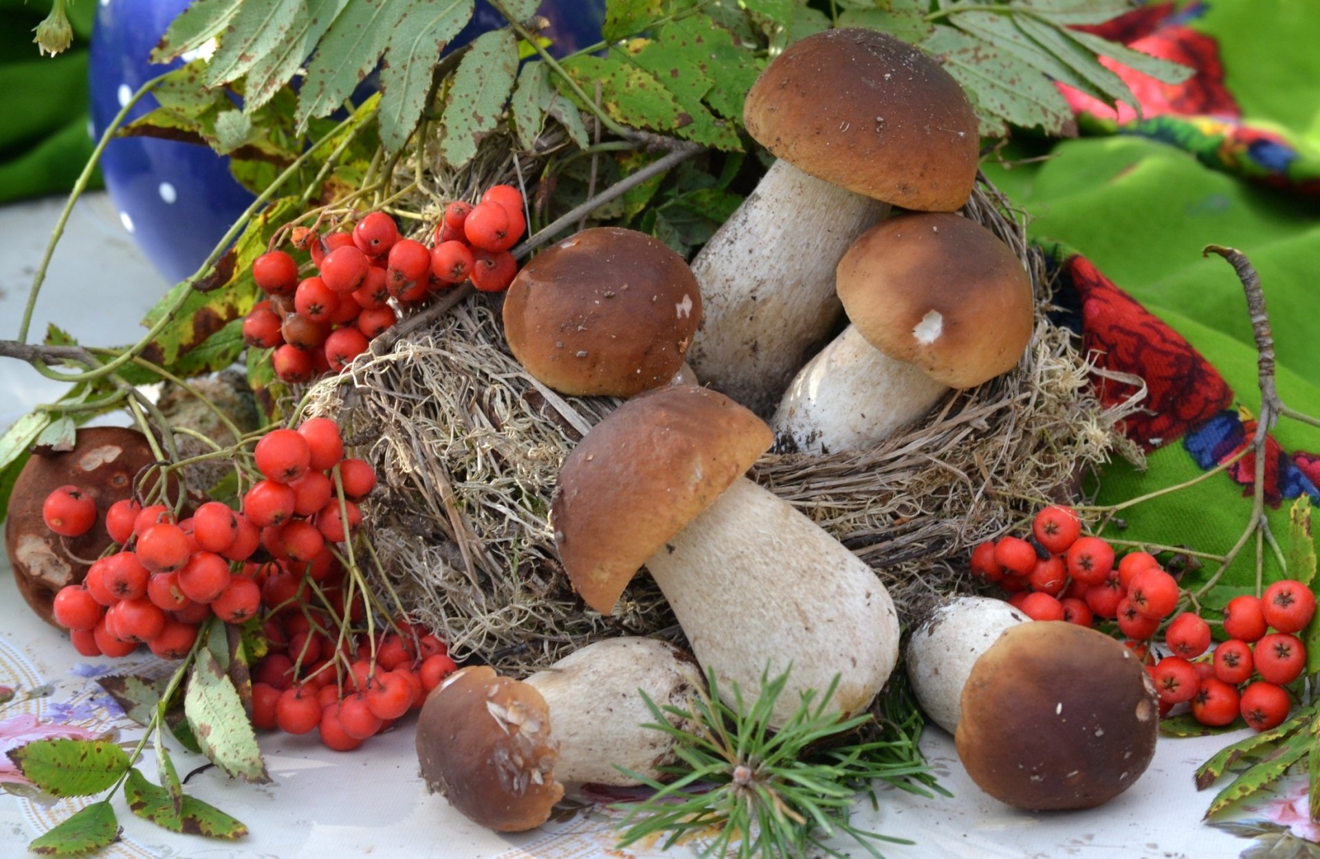 champignons sorbier boroviki