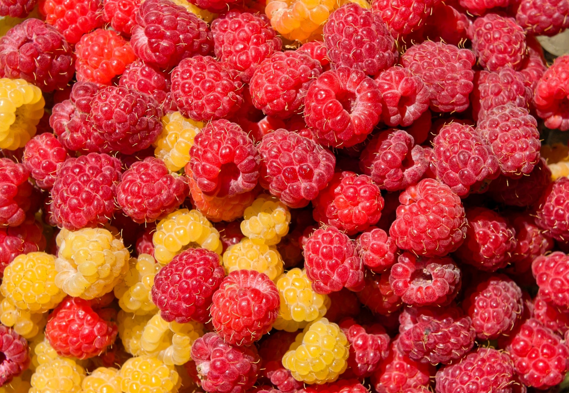 baies framboises gros plan couleur