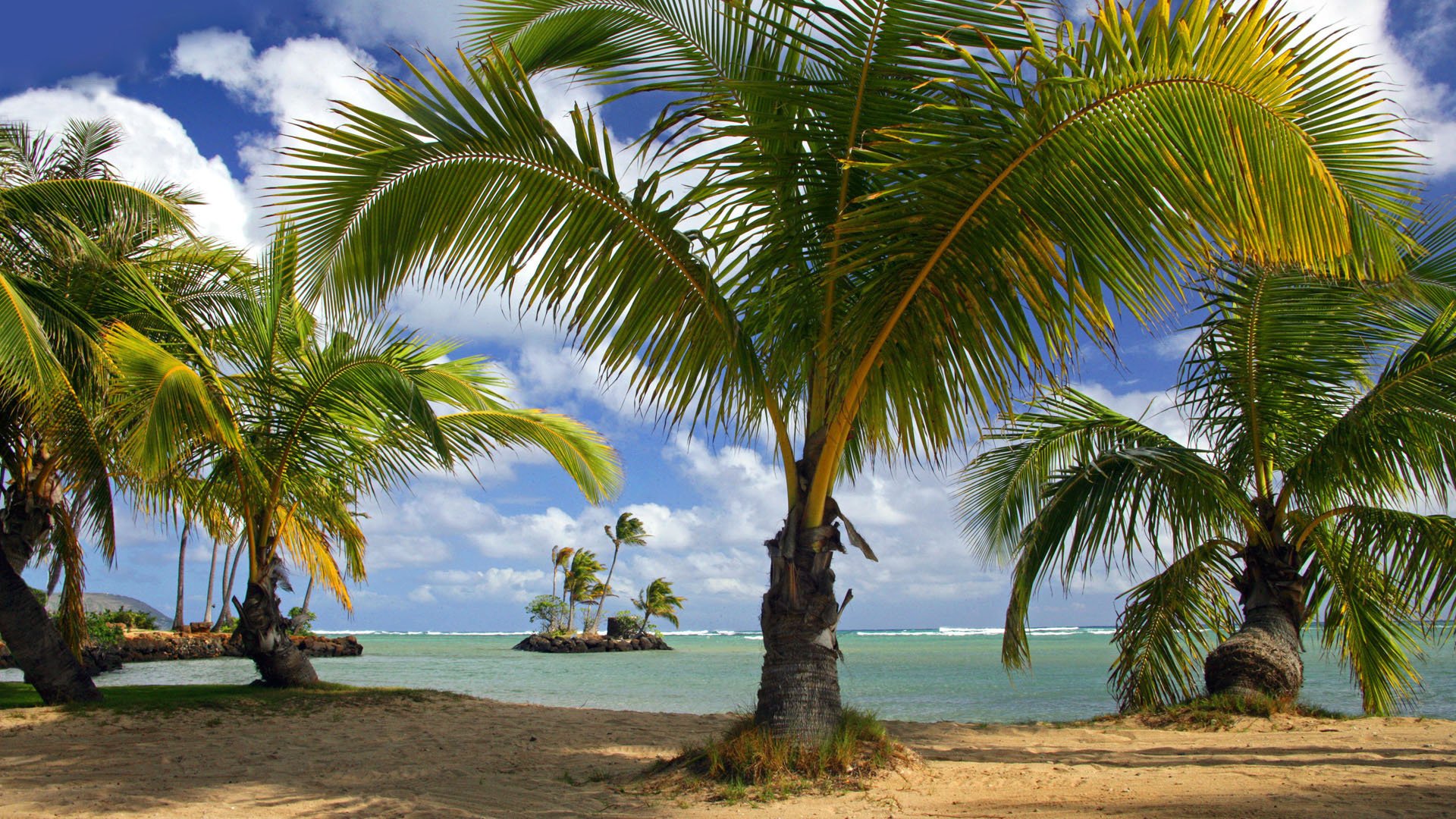 beach palm tree