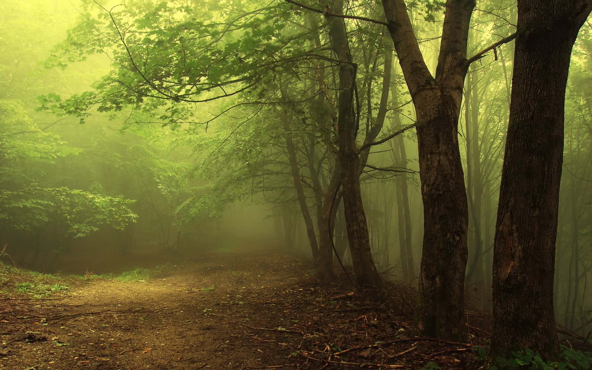 forêt sombre dense lumière branches