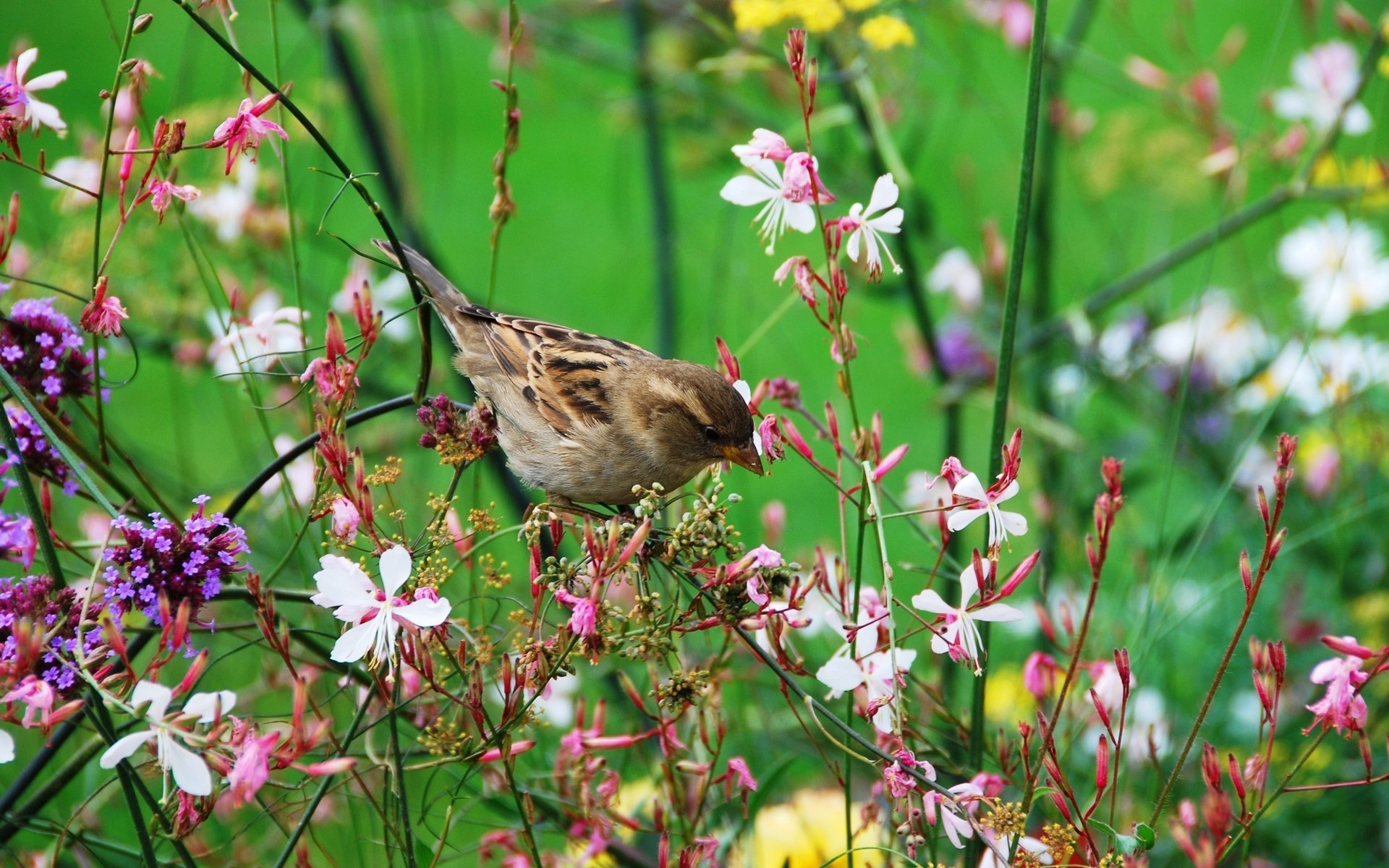 bird twigs flower