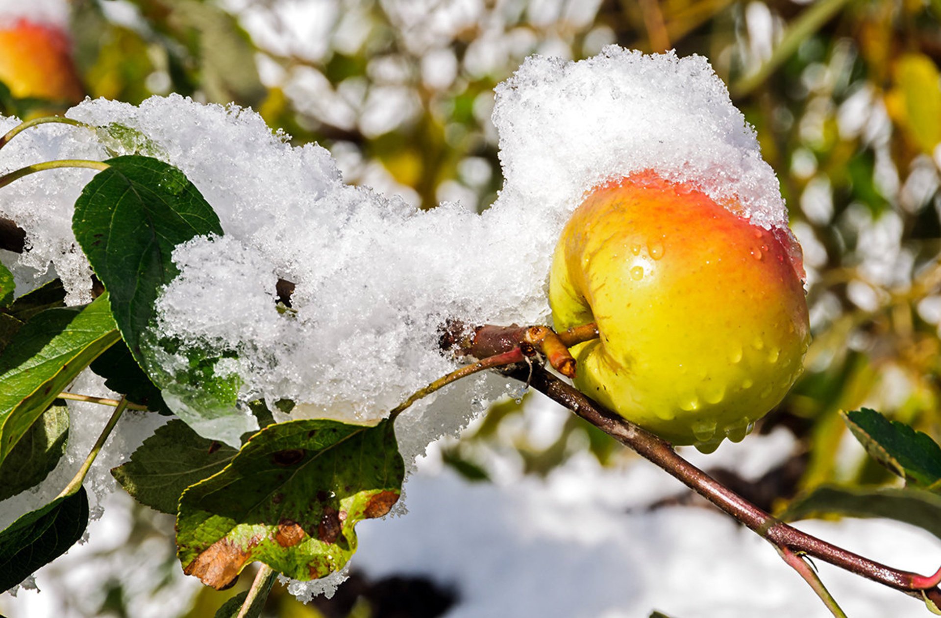 fusione fine autunno mela foglie ramo neve