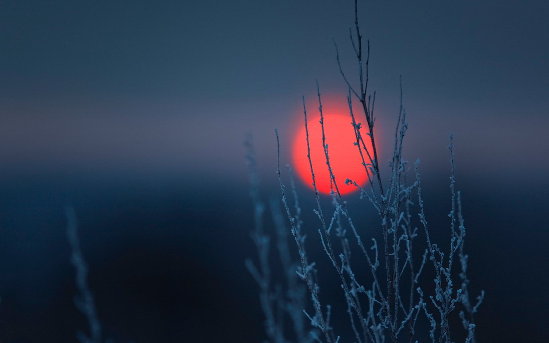 zweig frost sonnenuntergang