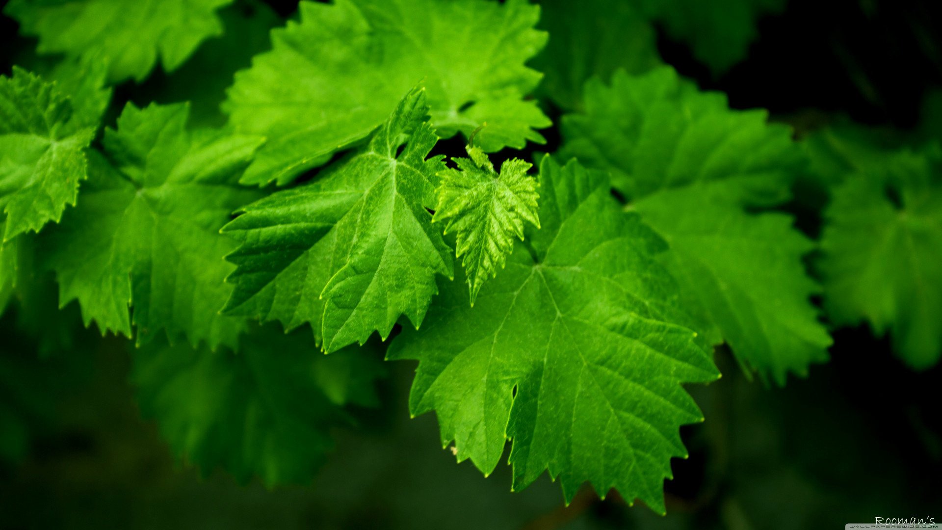 hojas verde hermoso