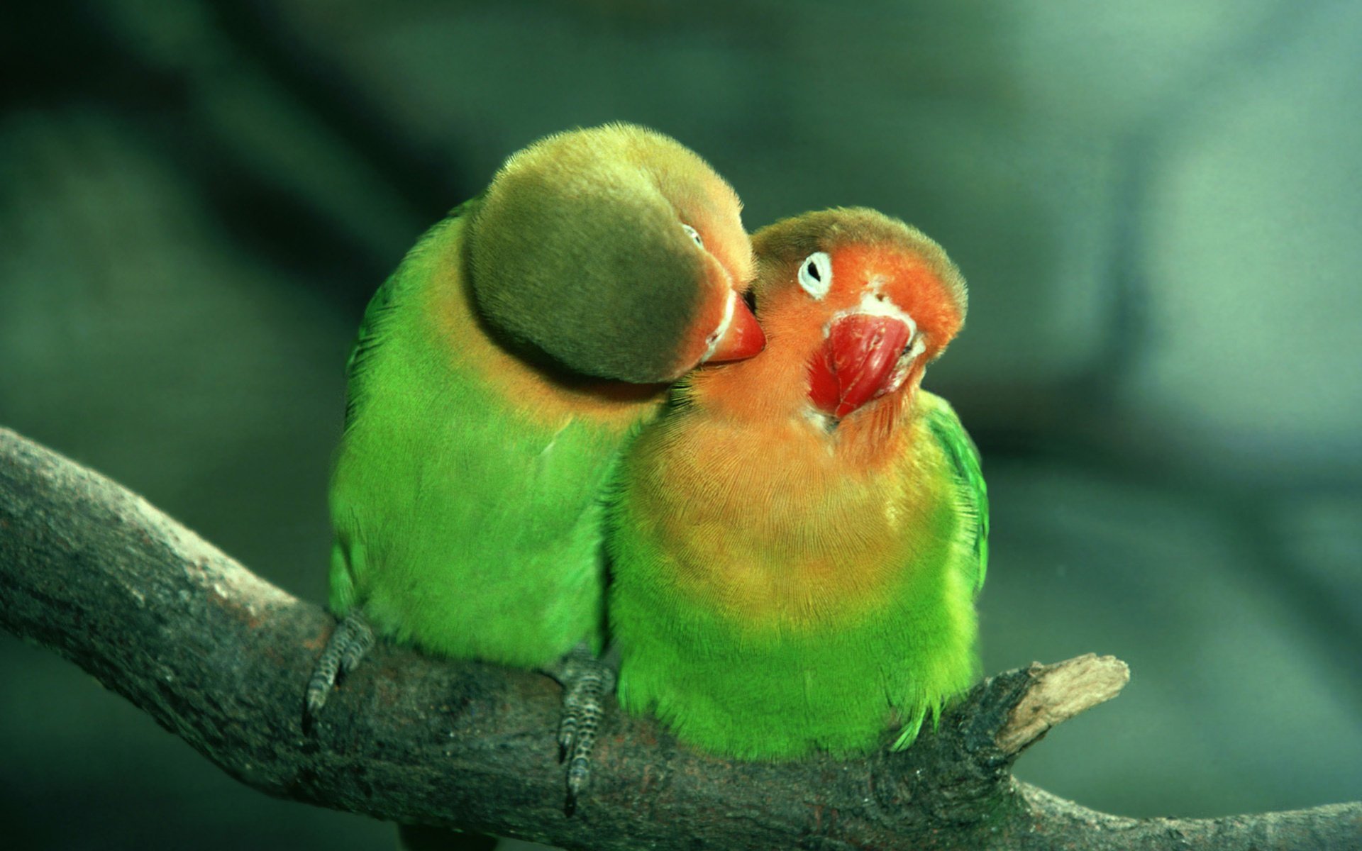 parrot lovers care