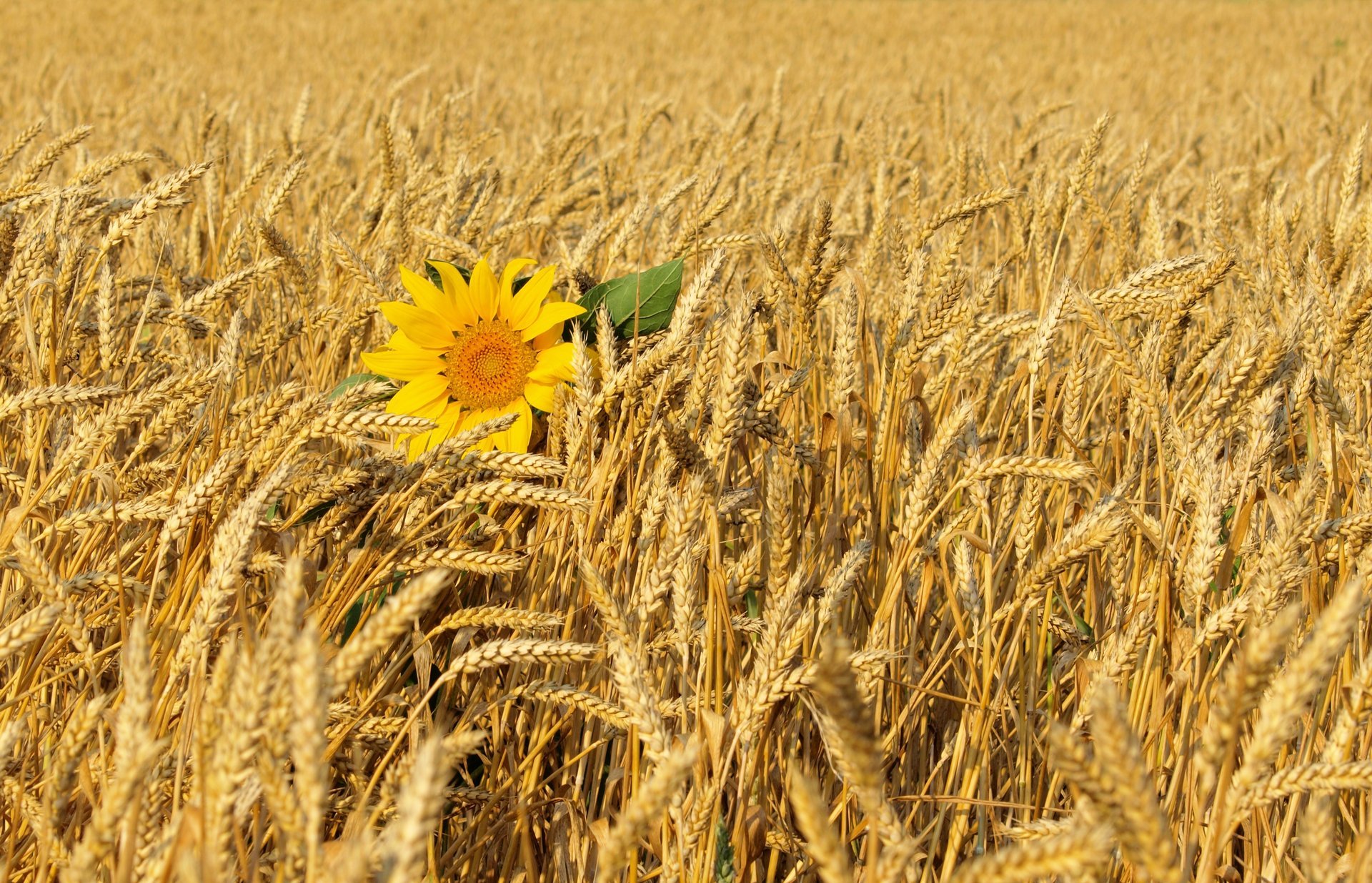 ukraine sunflower nature field wheat flower