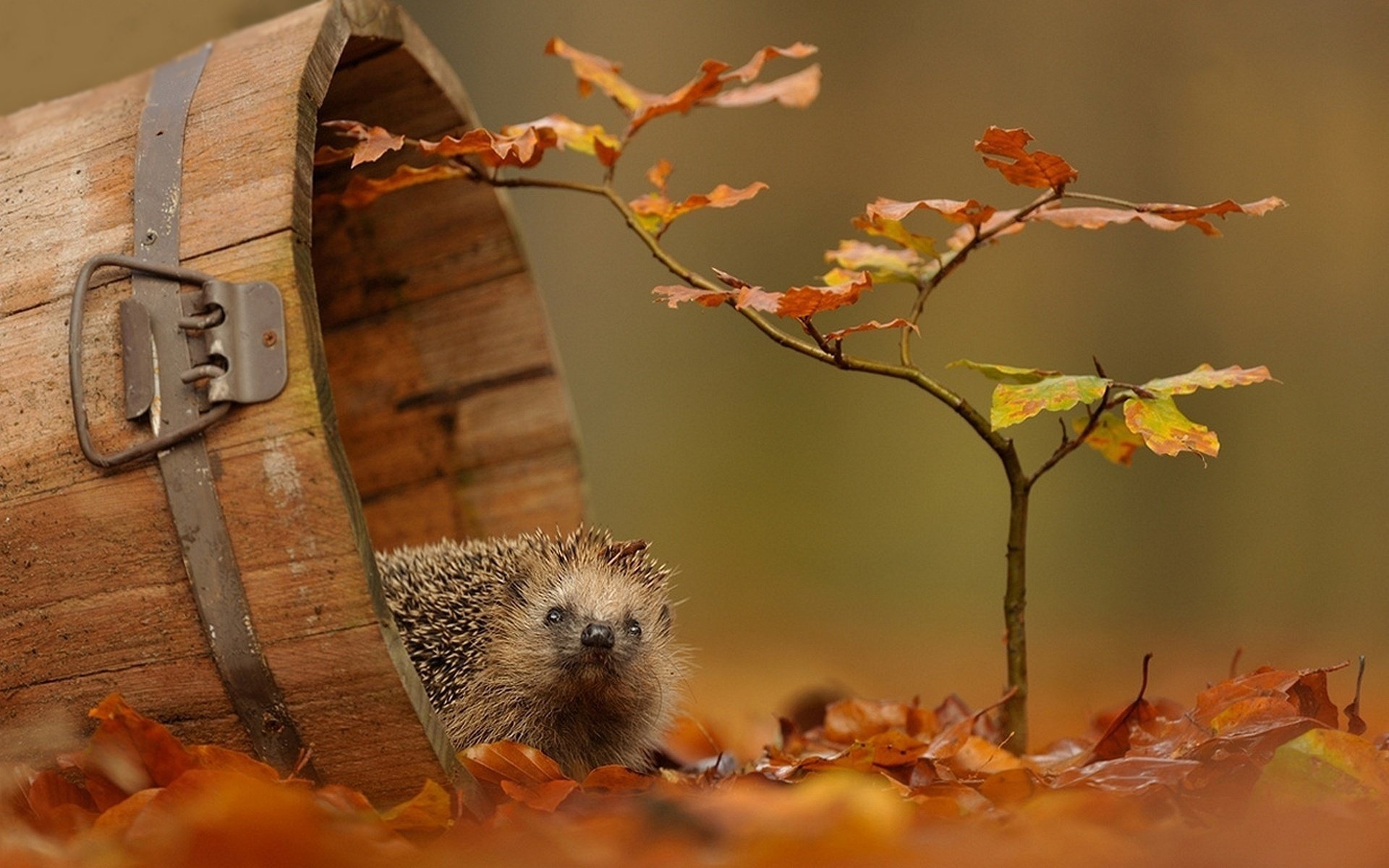 leaves autumn hedgehog branch