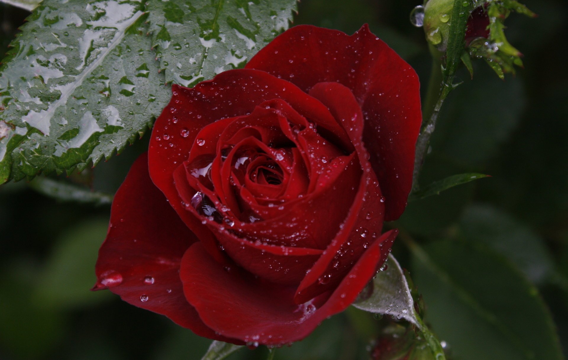 rose rosée macro joliment