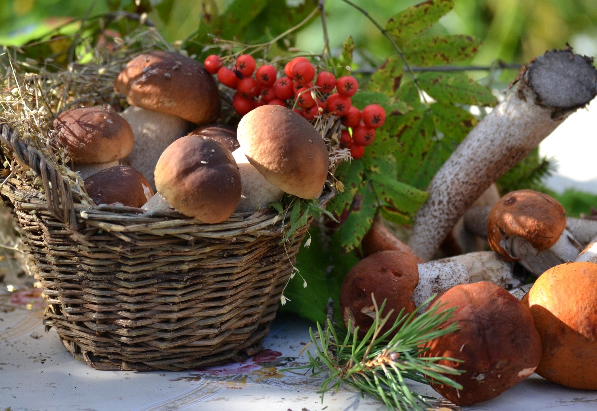 panier champignons boroviki sorbier