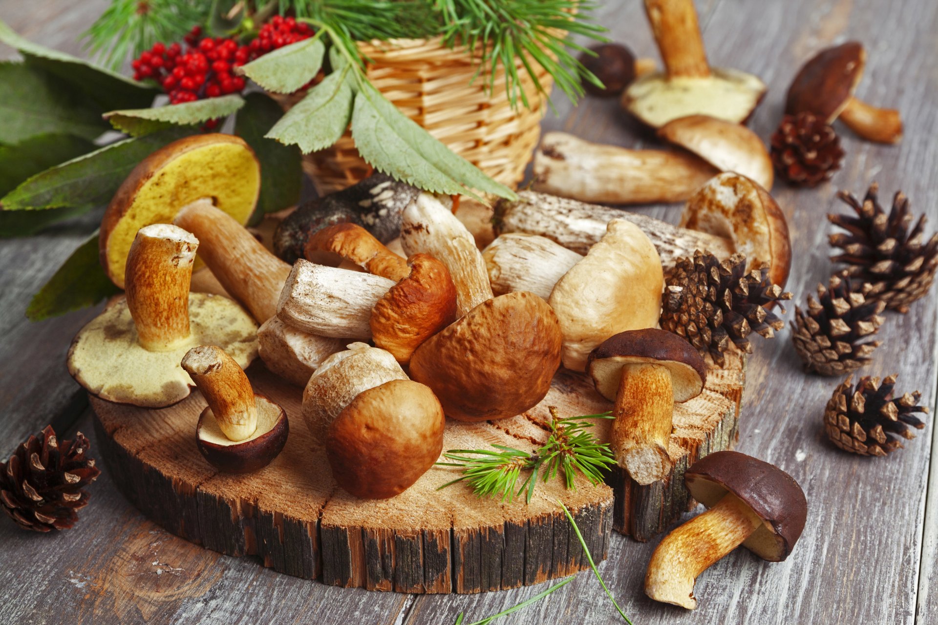 food mushrooms birch white cone rowan berries red nature autumn table yum-yum blur bokeh wallpaper