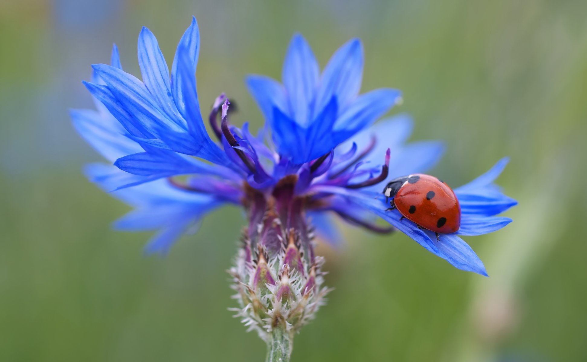 flower blue ladybug macro composition