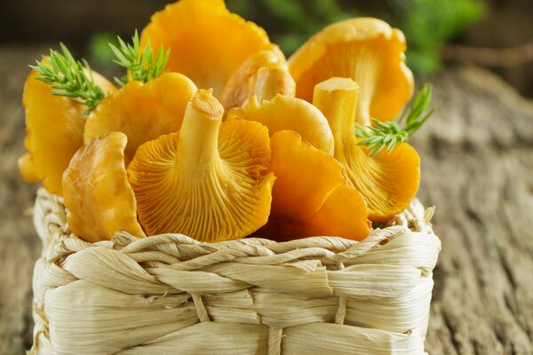 Girolles de champignons jaunes dans un panier