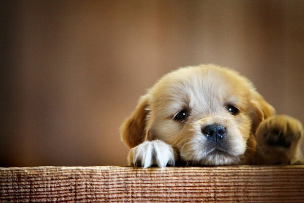 The puppy pulls a paw to his mom