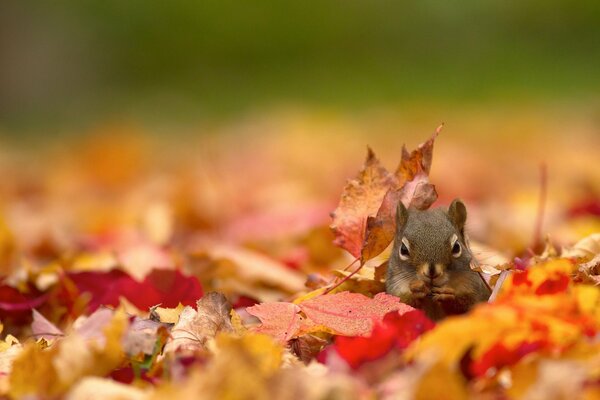 Scoiattolo rosso sul fogliame autunnale