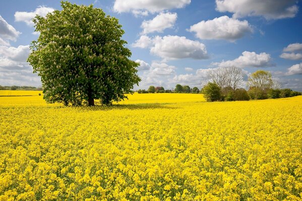 A tree in a rapeseed field during the day