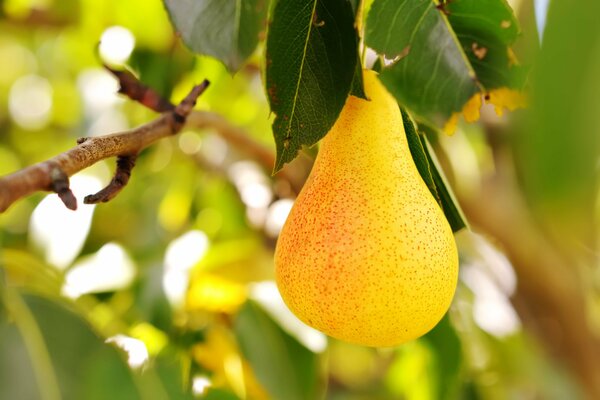 Poire jaune suspendue sur une branche