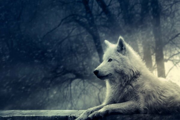 Lobo blanco en el bosque oscuro