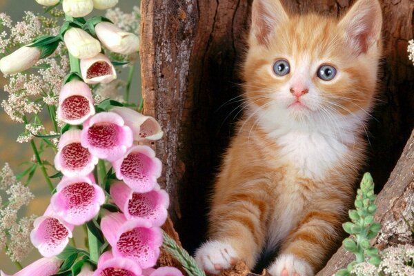 Pink foxglove. A red-haired curious kitten on a tree. Kitten with flowers