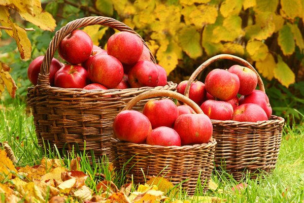 Regalo de otoño para el erizo