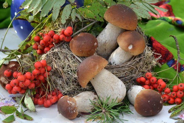 Funghi porcini e grappoli di sorbo