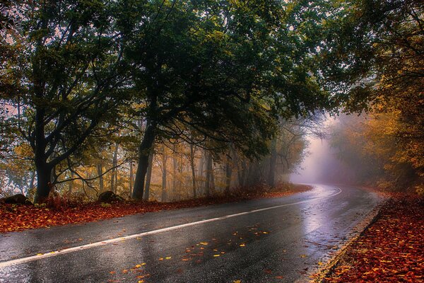 Camino en el bosque de otoño después de la lluvia