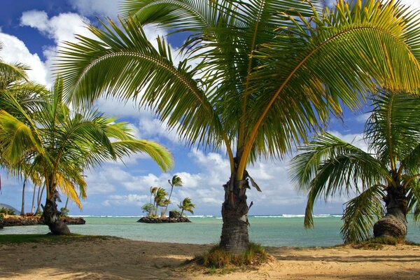 Shady tropical beach with palm trees and sea