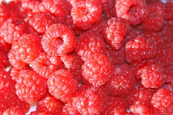 Framboises rouges juteuses