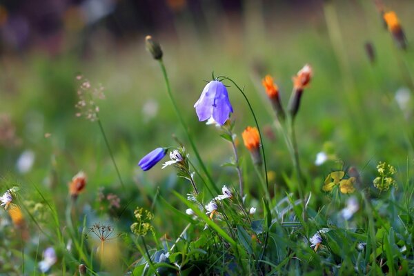 Cornflowers macro photography in the photo in the field