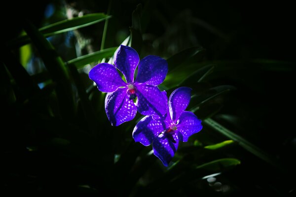 Beautiful purple orchids in the grass