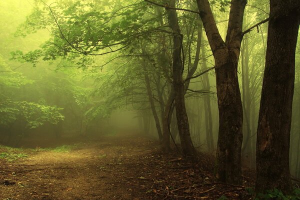 Branches vertes d une forêt dense dans une brume brumeuse