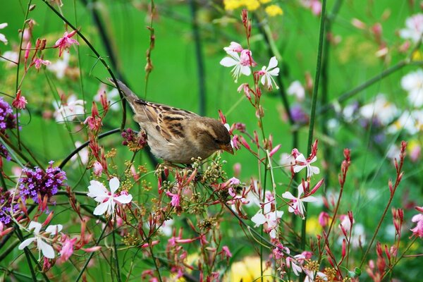 Moineau sur des branches de fleurs sauvages