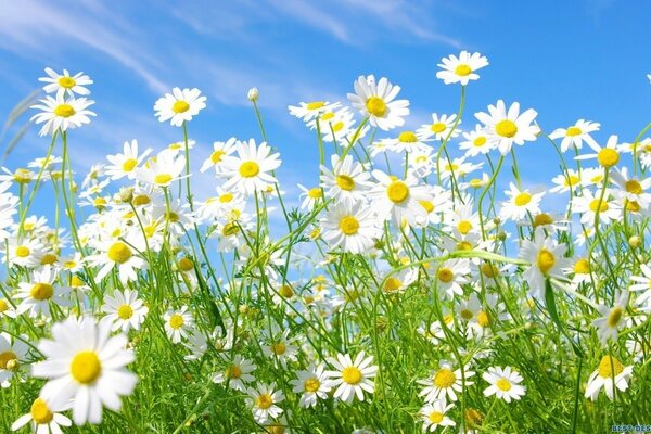 Marguerites sur fond de ciel bleu clair