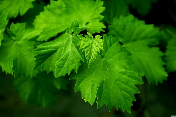 Hojas verdes suculentas brillantes en el árbol