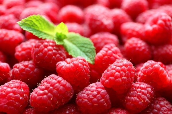 Raspberry berries with mint leaves