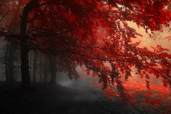 Autumn sunrise in the forest,. Wonders of nature