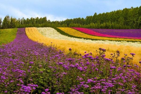 Reißen Sie die Blumen nicht, reißen Sie nicht, lassen Sie die Erde elegant werden