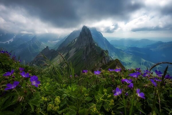 À l horizon d une clairière avec des fleurs et un paysage de montagne