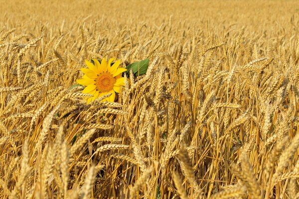 Sonnenblume am Nachmittag im Weizenfeld