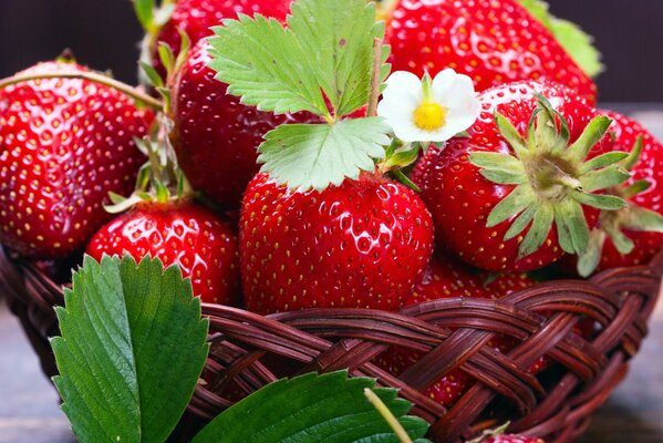 A dish with strawberries, fresh from the garden