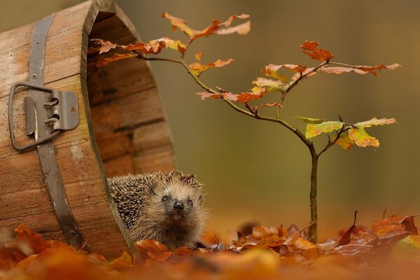 Curieux hérisson sur les feuilles de l automne