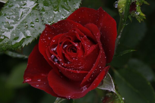 Hermosa rosa roja macro tiro