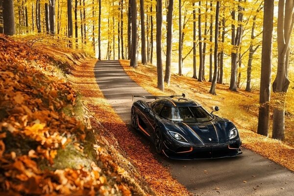 Supercar sur la route dans la forêt d automne