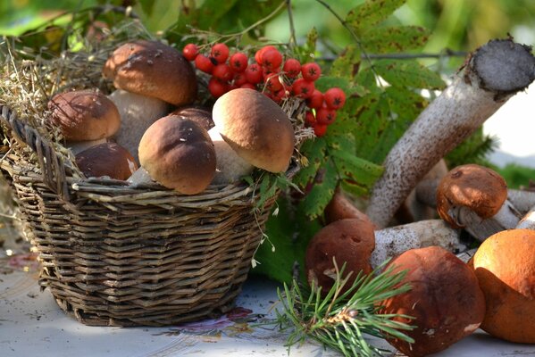 Basket with boletus and mountain ash