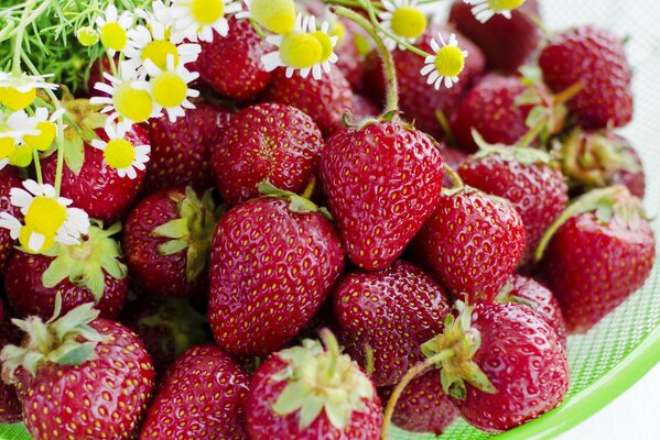 Juicy strawberries with daisies on a green plate