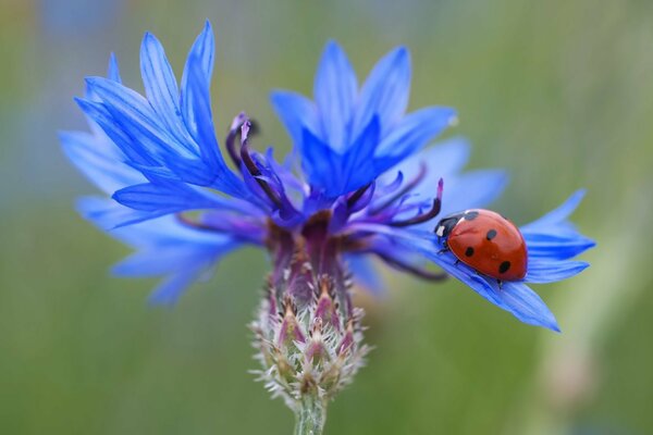 Marienkäfer setzte sich auf die himmlische Kornblume