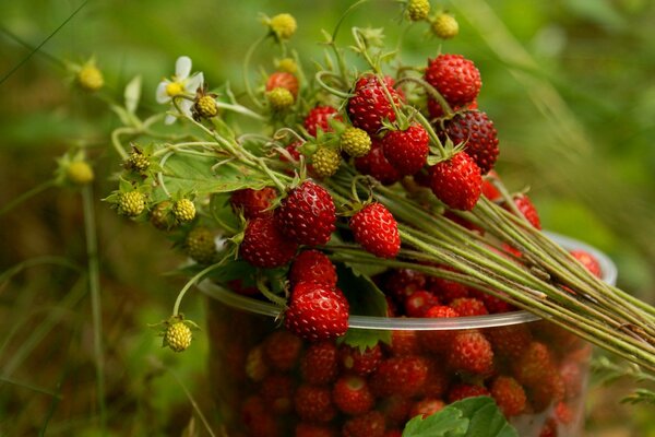 A bunch of strawberries in a plastic jar