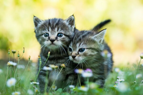 Cute kittens on the grass. Two gray kittens. Striped babies. Fuzzies in the grass