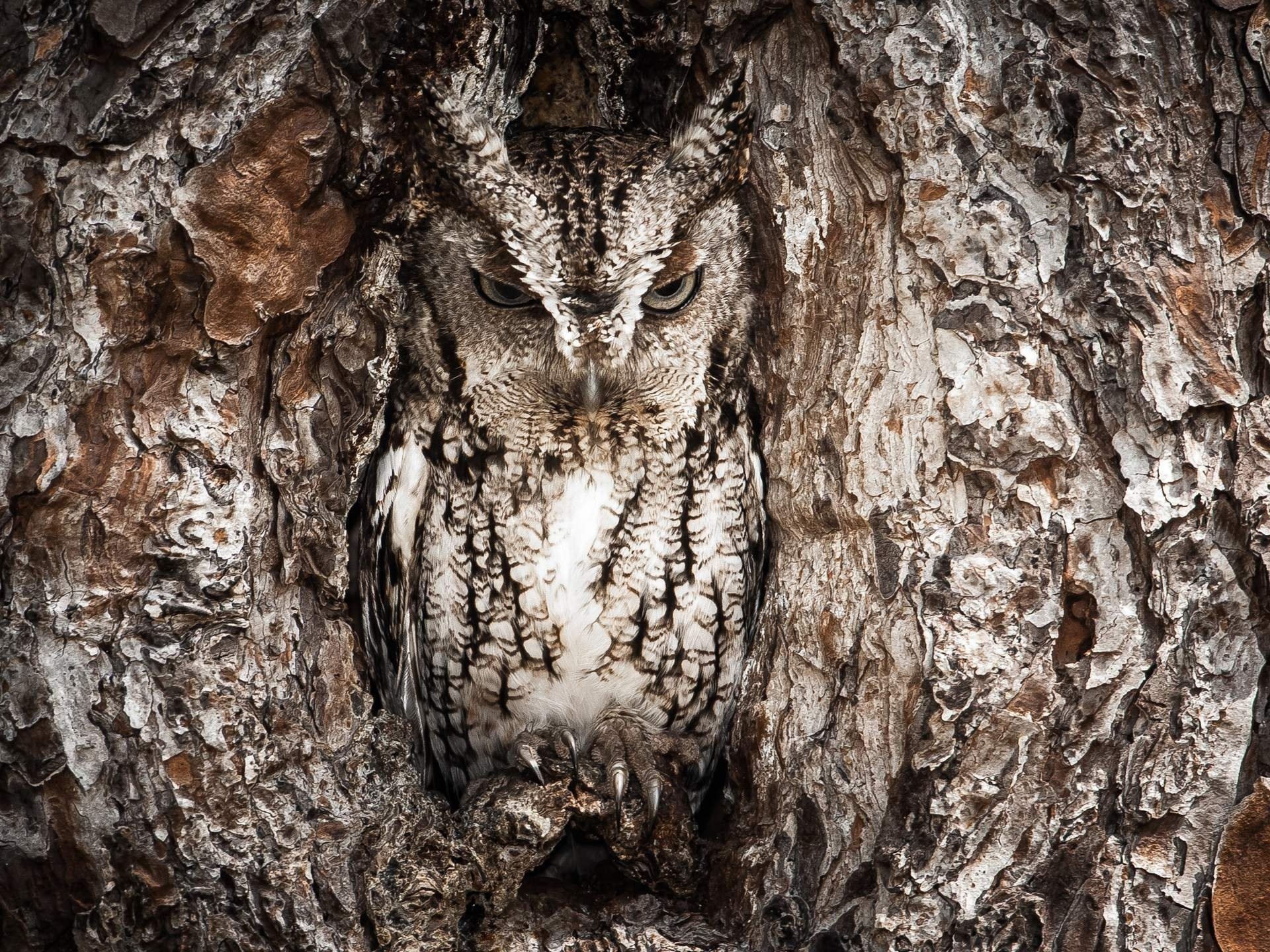 tree disguise owl