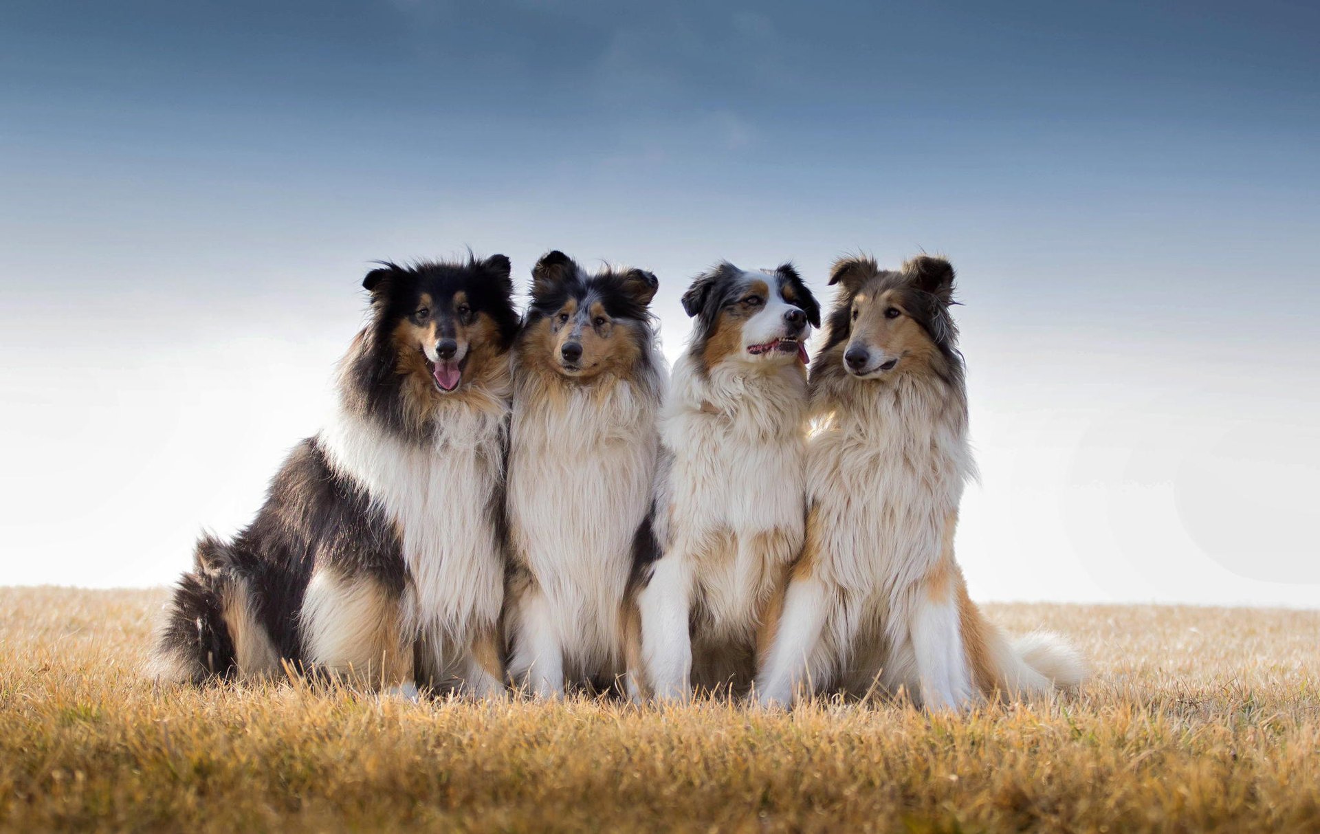 best friends australian shepherd collie field